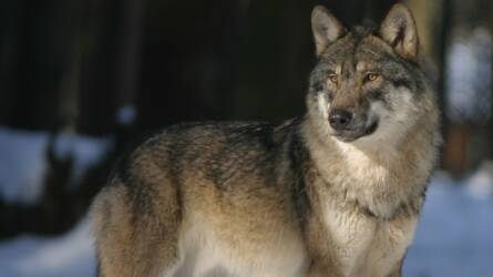 22 ezer jószágot öltek meg a farkasok, egyetlen lehetőség maradt ellenük Németországban