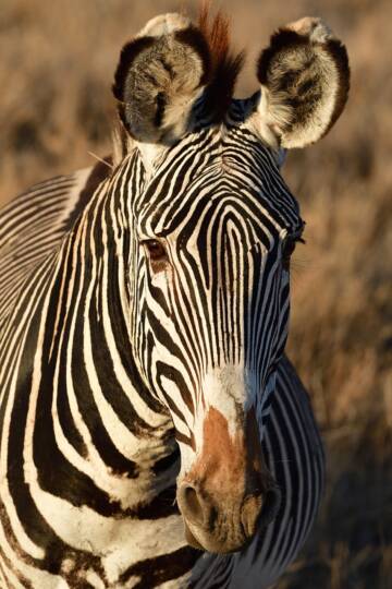 A Grévy-zebra a veszélyeztetett státuszú fajok listáját gyarapítja jelenleg