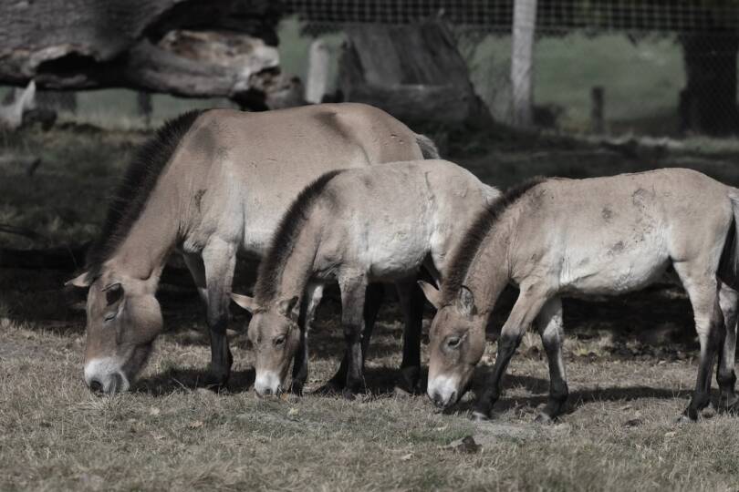 A Przewalski ló a leghíresebb vadló, vadon élő állományai mára hikaltak