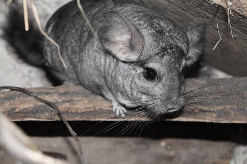 A rövidfarkú és a gyapjas csincsilla is súlyosan veszélyeztetett faj