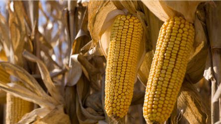 Új világrekord a 39,14 t/ha terméshozamú kukoricával