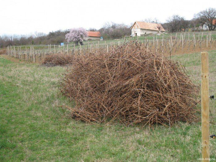 A szőlővenyige értékes szervesanyag-forrás