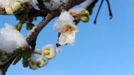 Tavaszi fagyok: egyre nagyobb veszélyben a hazai gyümölcstermesztés