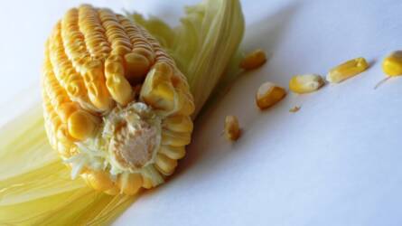 Kukorica: hároméves mélyponton is járt a kurzus