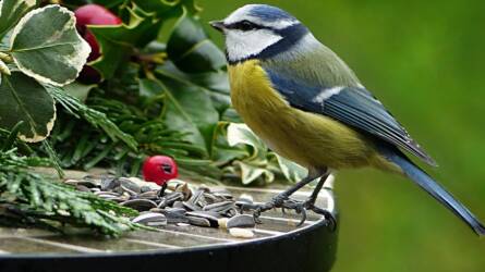 Hogyan tudjuk a madarakat télen is kertünkbe csalogatni?
