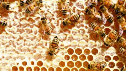 Kevesebb mézet termelnek a méhek, rájöhettek az okokra