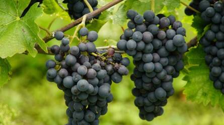 Újra igényelhető a szőlő szerkezetátalakítási támogatás