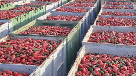 Elősegítik a jalapeno és csípős fűszerpaprika magyarországi termesztését