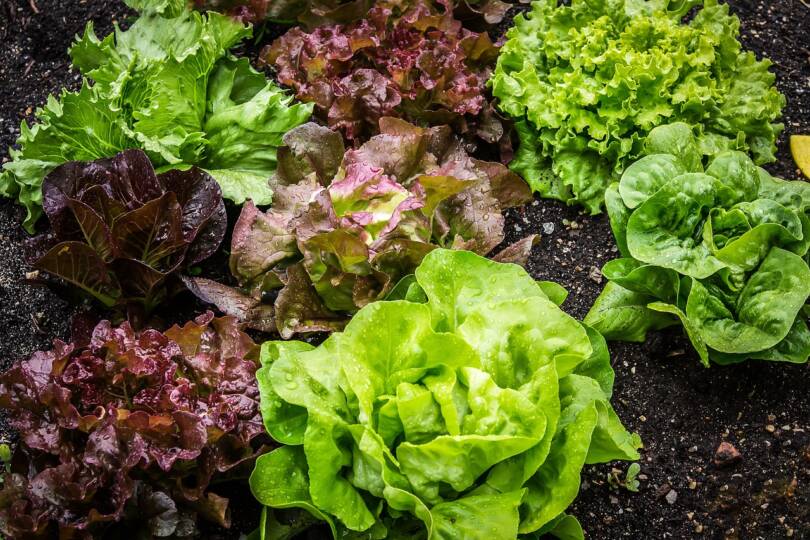 A salátafélék, a spenót és a sóska sem palántaként kerül a kertbe, hanem helyrevetjük