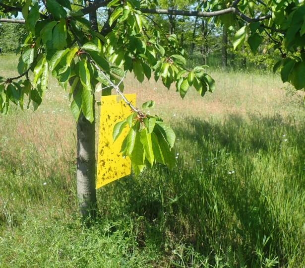 Helytelenül, az alsó ágakra kihelyezett színcsapda