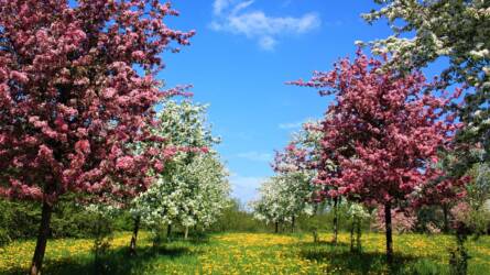 Milyen növényvédő szereket vásároljunk a gyümölcsfákhoz tavaszra?