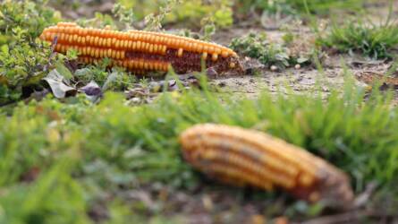 Kukorica: három éve nem volt ilyen olcsó