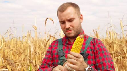 Magyarországi viszonyokra nemesített kukorica hibridek, kiemelkedő aszálystressztűrő képességgel