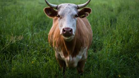 A szarvasmarhák meglepően sok embert sebesítenek meg