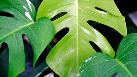 Növények, amelyek dzsungellé változtatják az otthonod