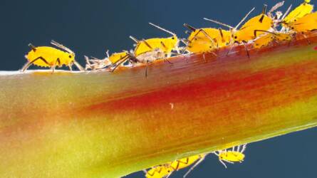 A melegebb telek sokkal agresszívabb rovarokat hoznak