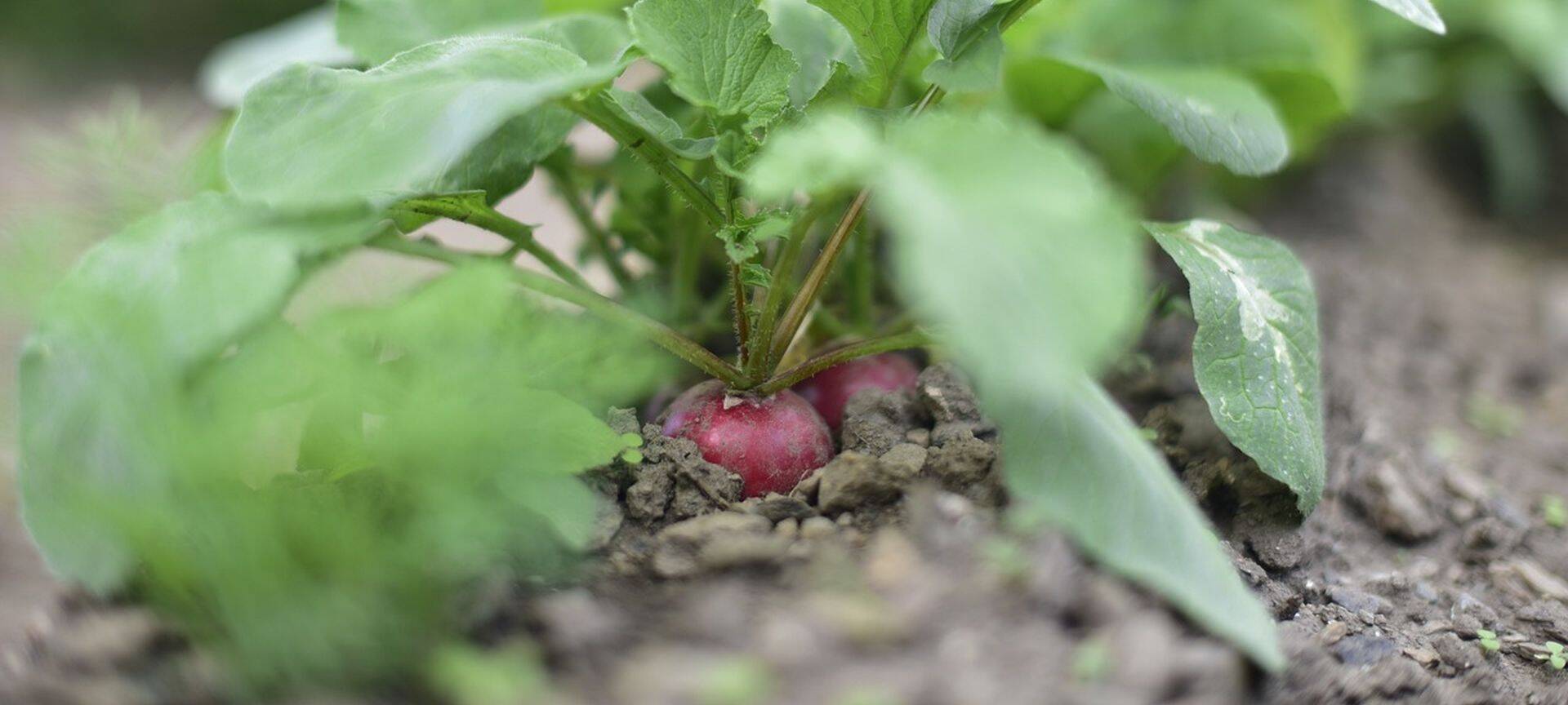 A legkorábban vethető hajtatott primőr: a hónapos retek