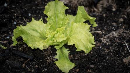 Milyen betegség miatt penészedik a saláták alsó levele?