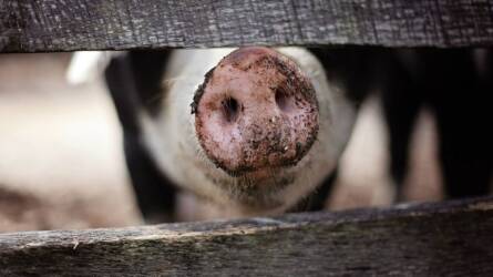 A fogyasztók nem akarnak csonkolást – de lesz-e változás az állattartás szabályozásában?