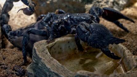Érdemes megkóstolni a skorpiót Thaiföldön?