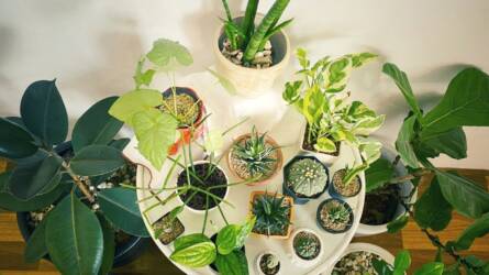 Hogyan készíthetünk "öntözőrendszert" a lakásban szobanövények számára?