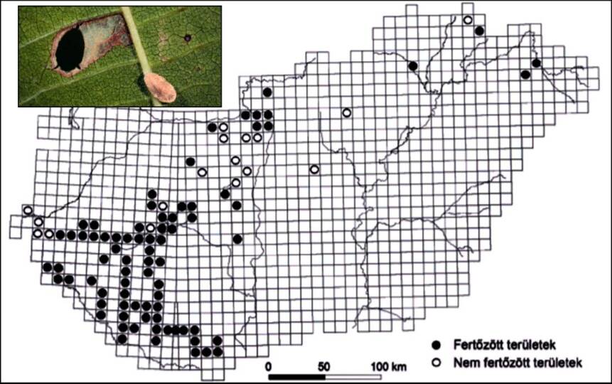 A dióaknázó fényesmoly magyarországi elterjedése 2017-ben