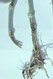 A túlöntözést a kabakosok sem bírják, állandóan vizes talajon száruk a különféle gombás betegségek hatására elpusztul