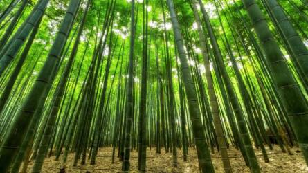 300 ezer hektáron termesztenének bambuszt Ugandában, ezzel pörgetnék fel a gazdaságot