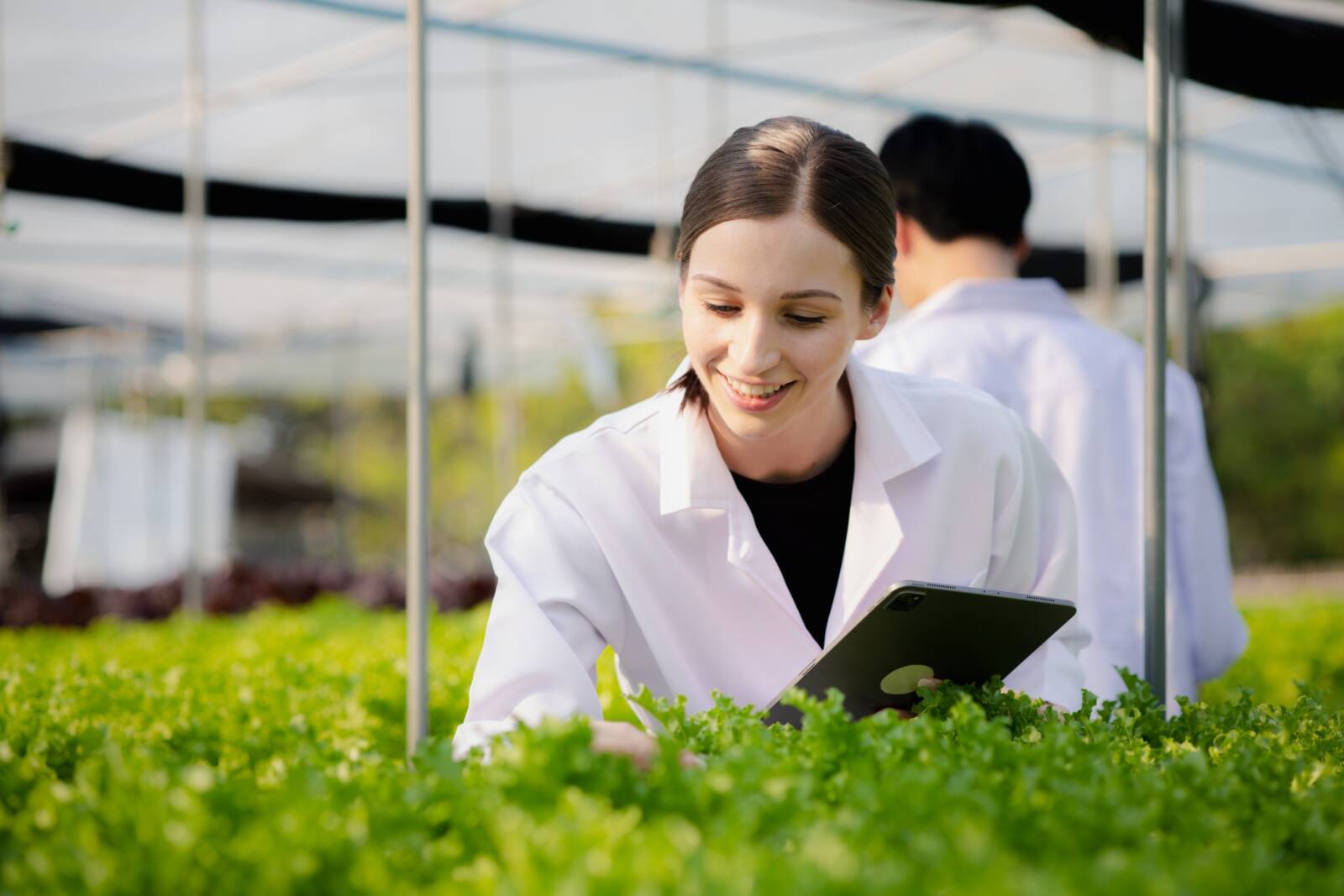 Syngenta biológiai készítmények vizsgálata