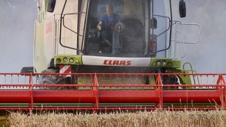 A búza határidős ára esett a kedvező termesztési feltételek miatt