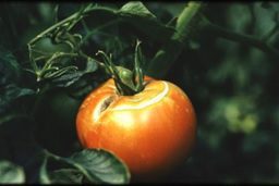 Káliumhiány okozta zöldtalpasság betegség paradicsom termésén, ami súlyos esetben repedéssel is jár