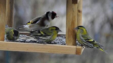 Mikor hagyjuk abba tavasszal a madarak etetését?