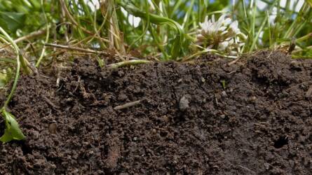 Így védekezzünk hatékonyan a talajban élő kártevők ellen