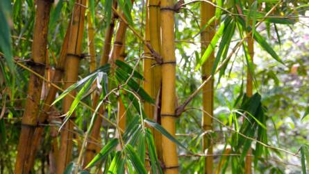 Hogyan szabályozhatjuk hatékonyan az agresszíven terjedő bambusz állományát?