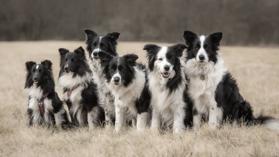 A juhászkutyák, mint a képen látható border collie-k és shetlandi juhászok, általában szociális természetű fajták