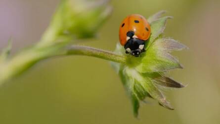 Hogyan segíthetjük elő a hasznos rovarok felszaporodását a kertben?