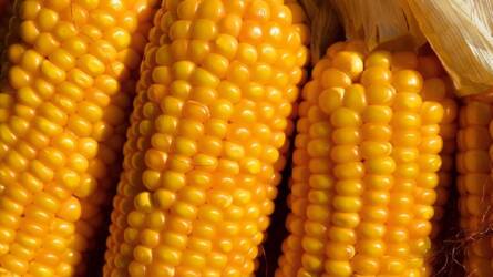 A kukorica és a szójabab ára is zuhant a jelentés előtt