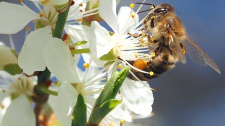 Nem ártalmas a méhekre a virágzáskor történő permetezés?