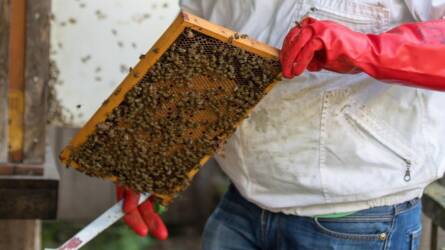 Méhészek, figyelem! Május elejéig lehet pályázni bő 3 milliárd forint támogatásra