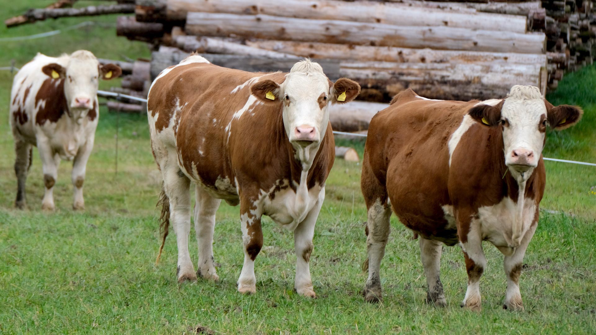 Az élőmarha Export 18 Százalékkal Csökkent 2023 Ban 1683