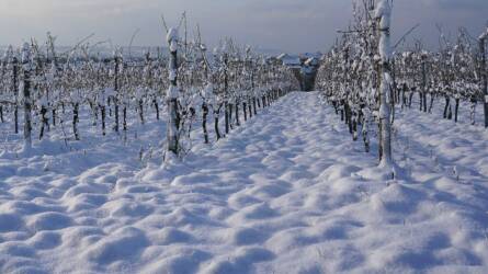 56 millió eurós kárt okozott a késői fagy és hó Ausztriában