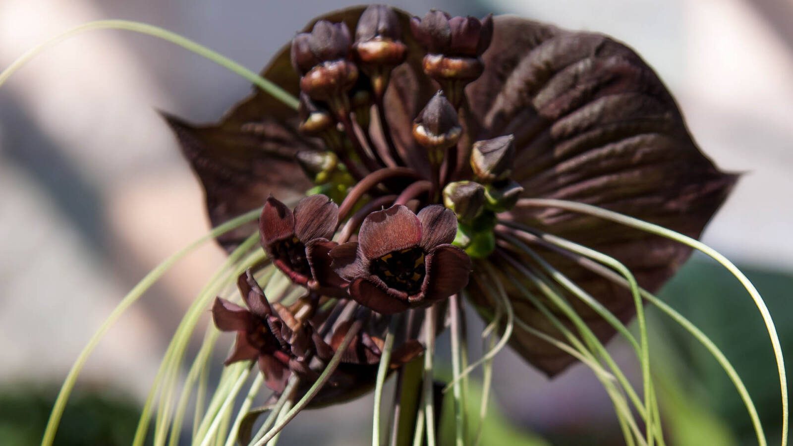 A fekete denevérvirág egy különleges megjelenésű orchideafaj