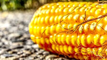 A kukorica ára csökken a tavaszi vetések kezdete miatt