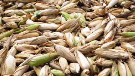 Kilőtte a kukorica árát a talajnedvesség csökkenése