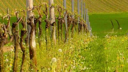 A szőlőültetvényekben is jelentős károkat okozott a fagy Németországban