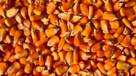 Millió tonnákkal zuhanhat a 2024/25-ös kukoricatermés