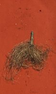 foszforban gazdag talajon nevelt paprik