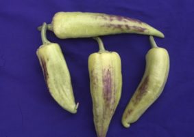 A paprika termésének lila színét a hidegen és a fényhiányon kívül a foszfor hiánya is kiválthatja
