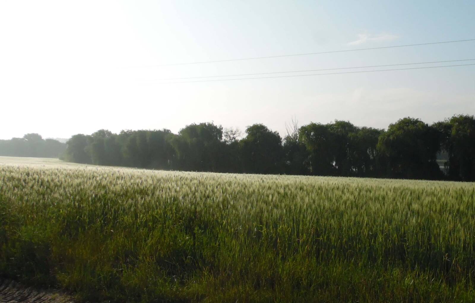 A dús harmatképződés nagy segítség a kórokozó számára