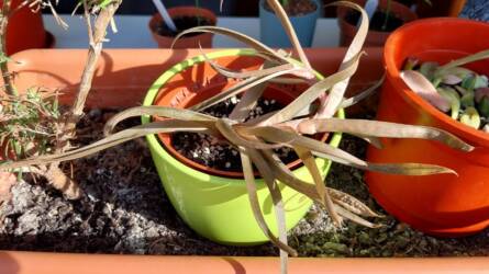 Megmenthető még az elbarnult levelű Aloe vera?